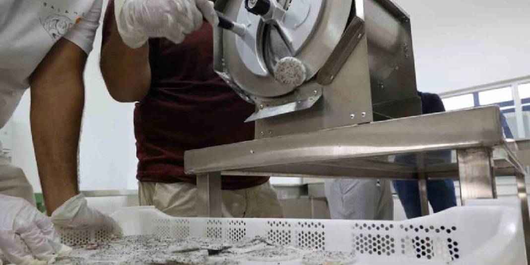 Kurutulmuş meyve sektörünün yeni yıldızı! Bu lezzet artık yükselişte: Üreticinin yeni gözdesi oldu! 4